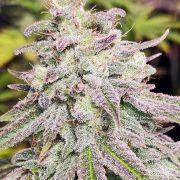 Fruity Weedy CBD