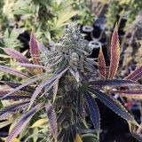 Organic CBD Fruity Weedy