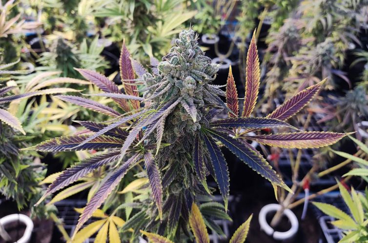 Organic CBD Fruity Weedy