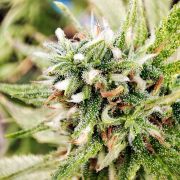 High THC Shogun