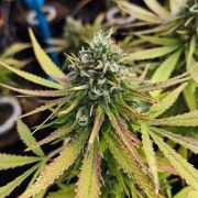 High THC Triple G