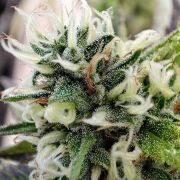 High THC Triple G