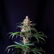 High THC Shogun